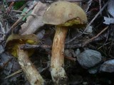 Boletus ferrugineus image