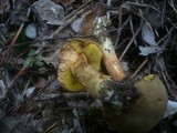 Boletus ferrugineus image