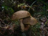 Boletus ferrugineus image