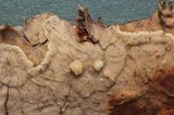 Tremella encephala image