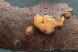 Tremella encephala image