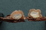 Tremella encephala image