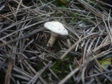 Chamaemyces fracidus image