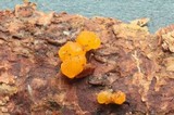 Dacrymyces ovisporus image