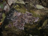 Chondrostereum purpureum image