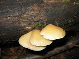 Crepidotus mollis image