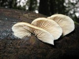 Crepidotus mollis image