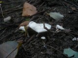 Clitocybe phyllophila image