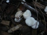 Clitocybe phyllophila image