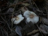 Rhodocollybia butyracea image