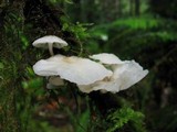 Hemimycena candida image