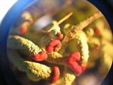 Cladonia transcendens image