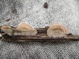 Merulius tremellosus image