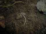 Entoloma dysthaloides image