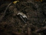 Entoloma dysthaloides image