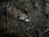 Entoloma dysthaloides image