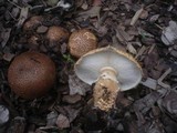 Echinoderma asperum image