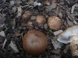 Echinoderma asperum image