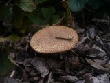 Echinoderma asperum image