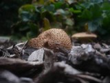 Echinoderma asperum image