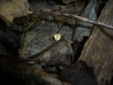 Marasmius epiphyllus image