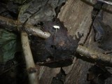 Marasmius epiphyllus image