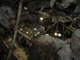 Marasmius epiphyllus image