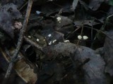 Marasmius epiphyllus image