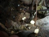 Marasmius epiphyllus image