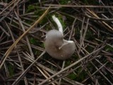 Melanoleuca melaleuca image