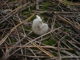 Melanoleuca melaleuca image