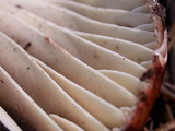 Russula nigricans image