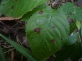 Stigmina carpophila image