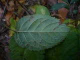 Stigmina carpophila image