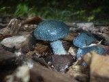 Stropharia caerulea image