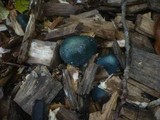 Stropharia caerulea image