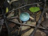 Stropharia caerulea image