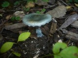 Stropharia caerulea image