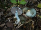Stropharia caerulea image