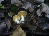 Suillus collinitus image