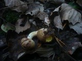 Suillus collinitus image