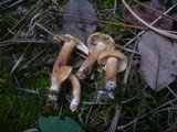 Tricholoma psammopus image