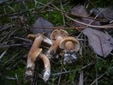Tricholoma psammopus image