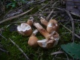 Tricholoma psammopus image