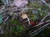 Tubaria dispersa image