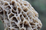 Morchella esculentoides image