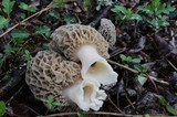 Morchella esculentoides image