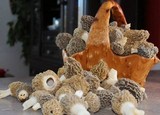 Morchella esculentoides image