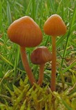 Galerina clavata image