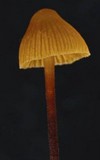 Galerina atkinsoniana image